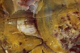Polished Petrified Wood (Araucarioxylon) - Arizona #352552-1